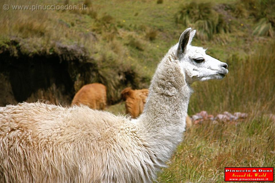 ECUADOR - Lama - 2.jpg